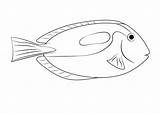 Tang Colorare Disegni Chirurgo Pesci Fishes Tutorials Bambini Drawingtutorials101 sketch template