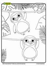 Faultier Sloth Malvorlage Tierbabys Ausmalbild Tierchenwelt Tier sketch template