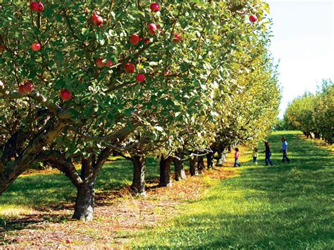 pick    comprehensive list  local apple orchards