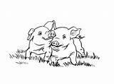 Porc Colorat Planse Cochon Cochons Purcei Desene Coloriages Purcel sketch template