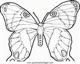 Schmetterlinge Farfalla Farfalle Malvorlage Ausmalen Malvorlagen Kategorien Colorare sketch template