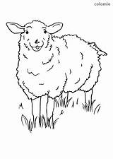 Farm Sheep Meadow Coloring Animals Pages sketch template