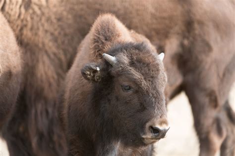 science  ceremony herald  return  bison  northern colorado grasslands source
