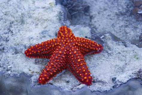 starfish  stock photo public domain pictures