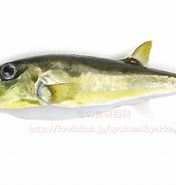 白鯖 に対する画像結果.サイズ: 176 x 185。ソース: foodslink.jp