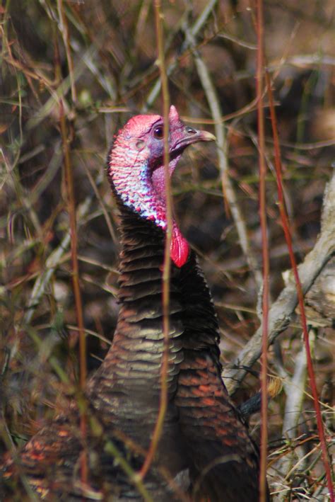 chasing wary woods wise gobblers    turf midwest outdoors