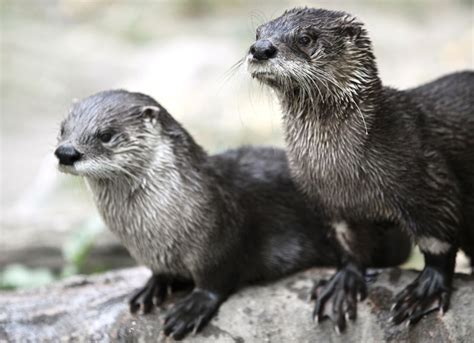otters sex organs deformed endocrine disruptors live science