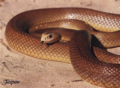 top   dangerous venomous snakes   world  wildlife
