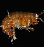 Afbeeldingsresultaten voor "gammarus Crinicornis". Grootte: 176 x 185. Bron: www.aphotomarine.com