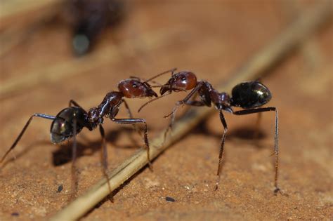 mieren leuke en interessante weetjes en natuurlijke mierenbestrijding