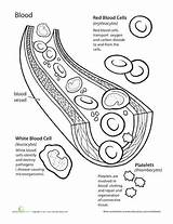 Components Body Circulatory Tissue Nursing Explanations Physiology sketch template