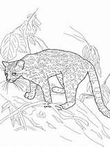 Amur Leopard Pages Getdrawings Coloring sketch template