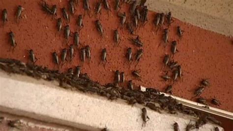 species   massive swarms