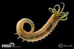 Image result for "amphorides Laackmanni". Size: 150 x 100. Source: water.iopan.gda.pl