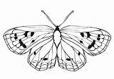 Borboletas Borboleta Schmetterling Farfalla Colorare Disegni Ausmalbilder Wonder sketch template