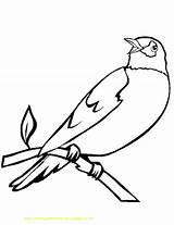 Burung Mewarnai Ptaki Kolorowanki Druku Ptica Kolorowanka Ptice Bojanke Ptak Lucu Belajar Paud Kolorowania Robin2 Nazad Meningkatkan Bermanfaat Jiwa Kepada sketch template