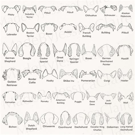dog breed ears svg hand drawn dog ears outline bundle etsy uk