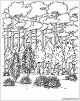 Forest Trees Coloring Pages Color Nature Online Adults Printable Kids Seasons Getdrawings Getcolorings Coloringpagesonly sketch template