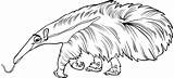 Anteater Coloring Getdrawings Drawing sketch template