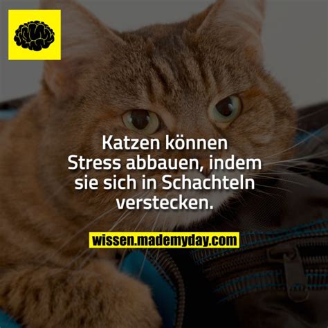 katzen koennen stress abbauen indem   day