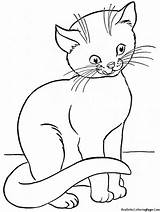 Coloring Cat Pages Kitten Realistic Outline Comments Coloringhome Popular sketch template