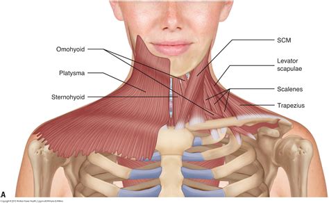neck anatomy muscles neck anatomy  netters rebel em