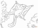 Squirrel Flying Coloring Pages Drawing Cute Printable Animals Squirrels Categories sketch template