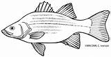 Bass Minnesota Minnows Dnr Walleye sketch template