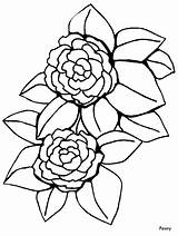 Coloring Pages Flowers Peony sketch template