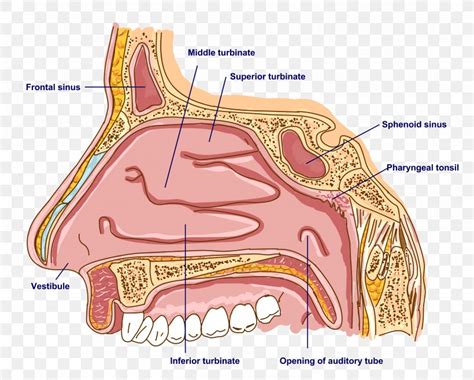 inferior nasal concha anatomy   human nose png xpx