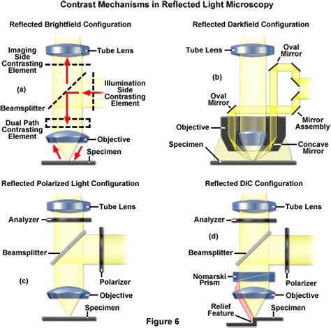 zeiss microscopy  campus microscopy basics reflected light
