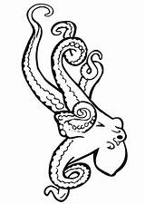 Tintenfisch Polipo Pulpo Malvorlage Octopus Ausdrucken Schulbilder Dibujo sketch template