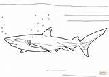 Coloring Shark Reef Blacktip Pages Sharks Printable Drawing sketch template