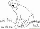Coloring Dog Sitting Grass Pages Coloringpages101 Color sketch template