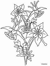 Coloring Columbine Flower Pages Flowers Realistic Drawing Printable Bluebonnet Coloringpagebook Line Poppy California Book Color Outline Botanical Drawings Leave Gif sketch template
