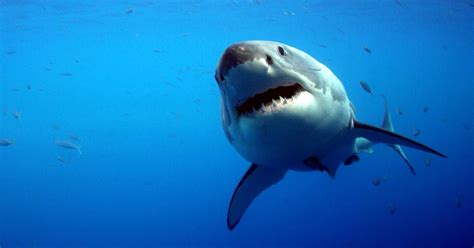 Shark Week 2018 Great White Shark Nursery Is Terrifying But Kinda Cute