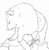 Beruang Urs Mewarnai Colorat Ours Grizzly Planse Desene Coloriages Album Educative Trafic Coloringhome sketch template