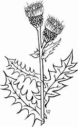 Thistle Pobarvanke Chardon Weed Oset Arvense Cirsium Ku Creeping Cardo Openclipart Kolorowanki تلوين Metulji Thistles Wildflowers sketch template