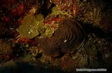 Afbeeldingsresultaten voor "agaricia Grahamae". Grootte: 162 x 106. Bron: bioobs.fr
