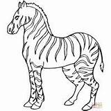 Coloring Zebra Marty Pages sketch template