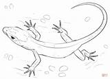 Lizard Coloring Pages Drawing Gecko Draw Skink Printable Realistic Lizards Step Tutorials Print Reptiles Una Drawings Getdrawings Horned Frilled Getcolorings sketch template