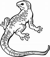 Coloring Lizard Spotted Animals Printable Lizards Cartoon sketch template