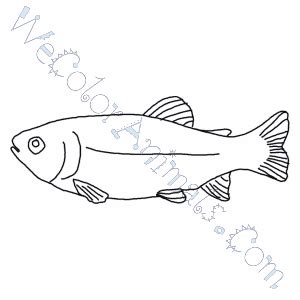 trout coloring pages