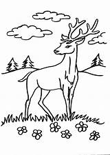 Colorat Desene Planse Animale Cerb Salbatice Cervo Cerbi Capriolo Daino Desenat Cerbul Cerbiatto Bambi Poze Lupo Animali Bosco sketch template