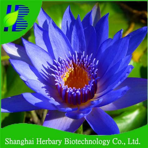 blue water lily seeds  giant bloom buy water lily seedsflower