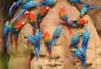 Billedresultat for papegøjer. størrelse: 145 x 100. Kilde: albicillaexplorer.com