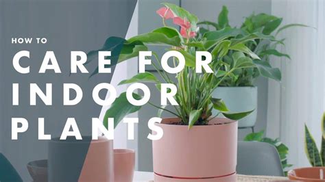 indoor plant care tips  strong  healthy growth shineled