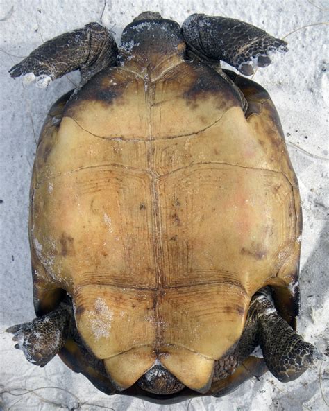Lone Male Tortoise Struts Vanderbilt Beach Turtle Journal
