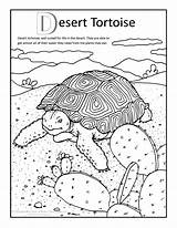 Tortoise Desert Coloring Pages Color Animals Tortoises Plants sketch template