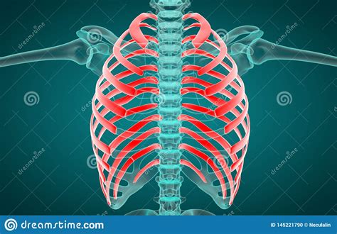 3d Illustration Of Ribs Medical Concept Stock